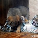 하룻 강아지 이미지