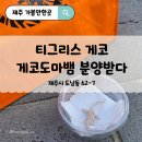 우리는 이곳에서 | 파충류 초보 입문 추천 ㅣ 제주도마뱀분양 티그리스게코 분양 후기