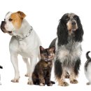 위드 동물병원 이미지