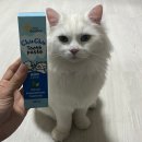 마이펫닥터 강아지 고양이 입냄새, 치석제거 바르는 츄츄치약 고양이 사용 후기