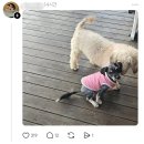 복슬강아지 이미지