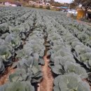 농업회사법인(주)도랑 이미지