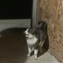 전하울스테이 이미지