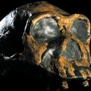 Homo erectus is thought to be ancestral to us 출처 : bbc.com 이미지