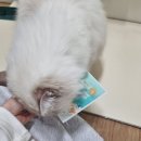 코앤츄 네이버블로그