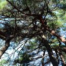 배동삼릉 이미지