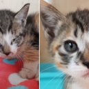 소망동물병원 이미지