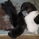 명월보양식 이미지