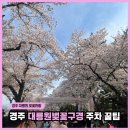 대릉원스테이 | 경주 대릉원 벚꽃 현황(26.04.05)🌸 황리단길 주차 여기로 하세요! 꿀팁 공유