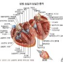 심포
