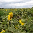 원항농장 이미지