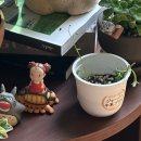 신돌고래 | 세네시오 페레그리누스(돌고래 식물) 키우기 | 식목일 모초진 가입부터 나눔·삽목까지