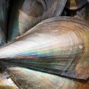 오색키조개 이미지