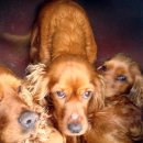 계곡산장 이미지