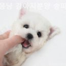 몽냥몽냥 강아지분양 고양이분양 송파점 이미지