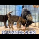 닭고기생식하는 콩.팜이 이미지