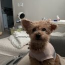 제주 애견 아가야 | 노견 당뇨견 데리고 제주 티웨이 이용 대구제주 왕복