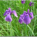 봉화목장 이미지