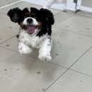 놀러오개 애견유치원 애견호텔 기흥점 이미지