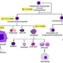 백혈구 종류와 역할, 정상 수치, 감소증 증가증 의심 질환 이미지