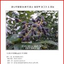 효소 - 광나무열매(女貞子)효소 발효액 담그기 이미지