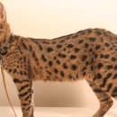 세계에서 가장 크고 비싼 고양이 - 사바나 고양이(Savannah cat) 이미지