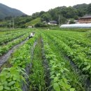 큰밭농원 이미지