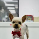 보들 반려견 미용실 이미지