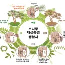 기주농원 | 소나무재선충병 바로 알기