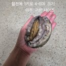 완도 활전복 이미지