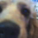 짱아PC방 이미지