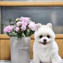 유스풀 | 꽃정기구독 3번째 이용 후기, 유스풀몰 작약 유칼립투스 안개꽃 SET로 집안 분위기 바꿔봤어요