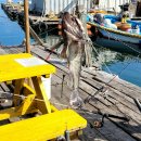 수진좌대2 이미지