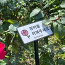아찔한 떡닭 일원점 | 2026 서울장미축제 후기｜중랑장미공원 장미터널 주차·먹거리·포토존