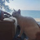 나로힐링캠핑장 이미지