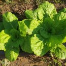 뽑기좋은날 이미지