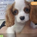 펫토피아 동물병원 이미지