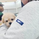 구름강아지 이미지