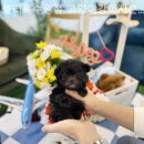 블리독수원점 고양이강아지분양 미니비숑프리제말티푸포메입양 | 블리독수원점 고양이강아지분양 미니비숑프리제말티푸포메입양 초보 집사도 안심할 수 있는 친절한 상담