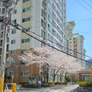 도니친구미나리 이미지