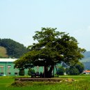 유계초등학교 이미지