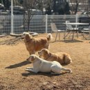 애견카페왕 이미지