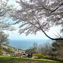 스페이스 | 🌸 포항 환호공원 벚꽃 명소 아찔한 스페이스워크 후기