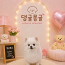 댕글 몽글 네이버블로그
