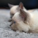 개봉동물병원 이미지