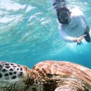 하이고래 이미지