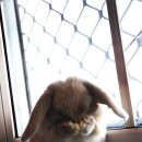 용토끼 이미지