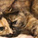 전북동물의료센터 이미지