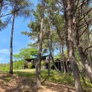 맹종죽테마파크1 이미지