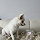 페트코코 이미지